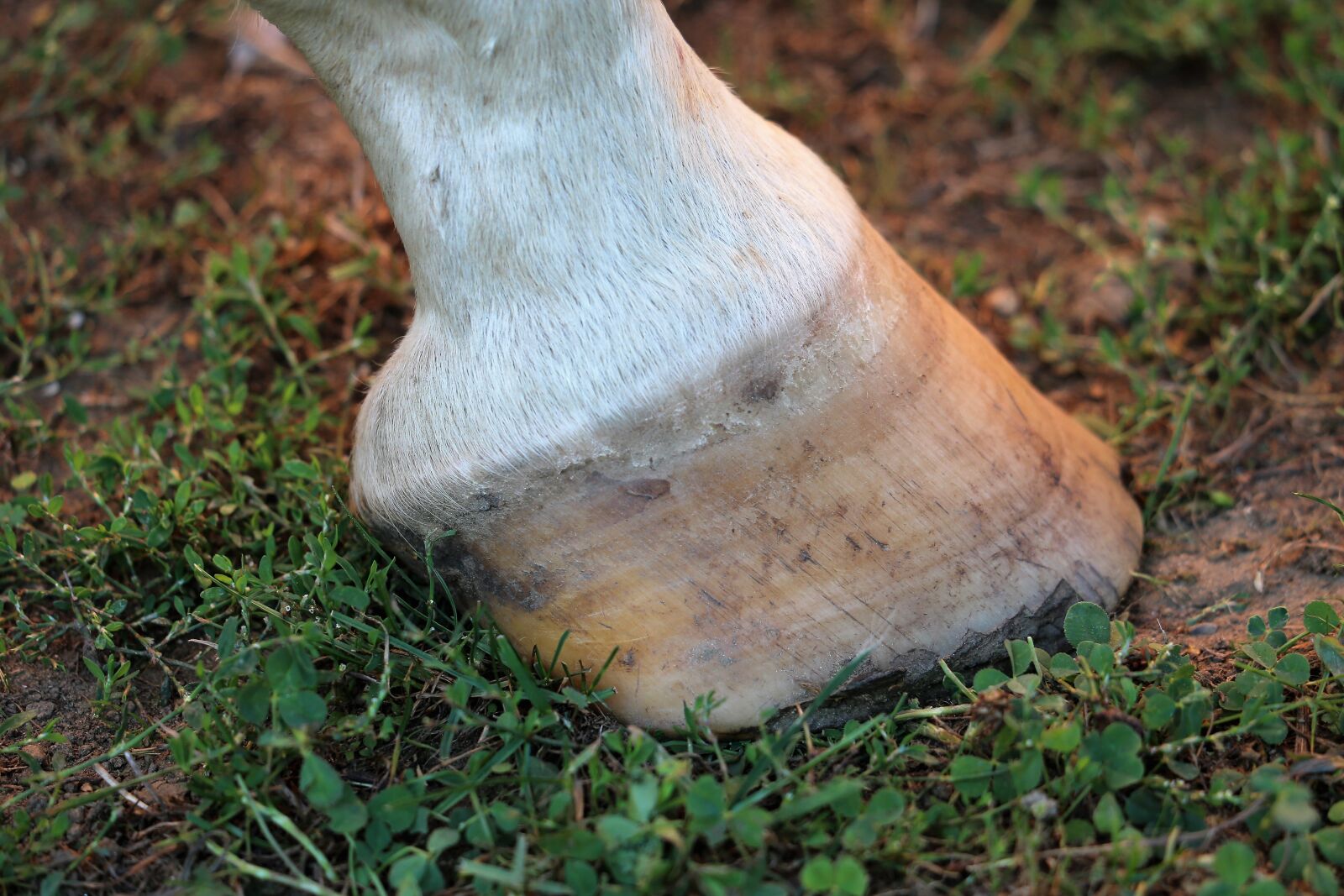Canon EF 70-300 F4-5.6 IS II USM sample photo. Horse hoof, white, leg photography