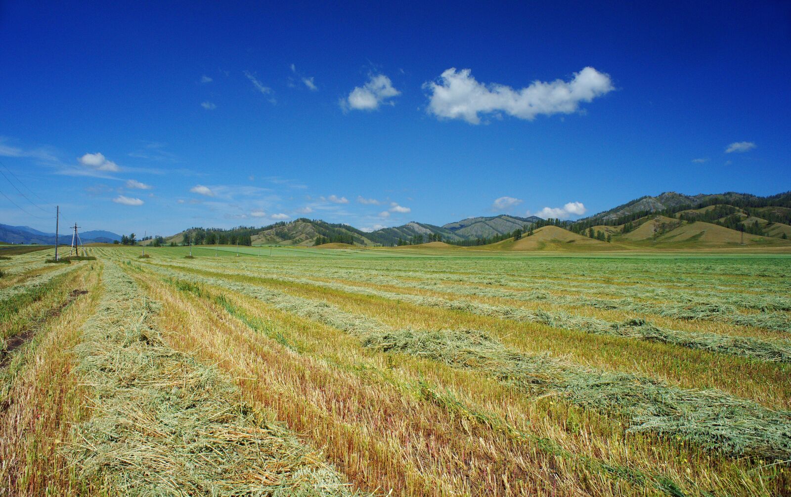 Sony Alpha DSLR-A850 sample photo. Field, mown buckwheat, sky photography