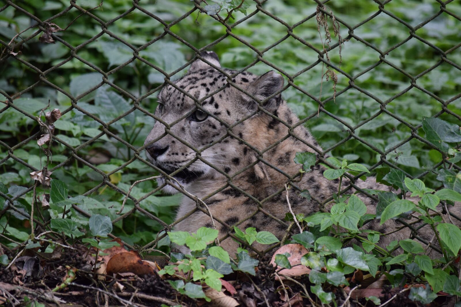 Nikon D3300 sample photo. Zoo, tiger, animal photography