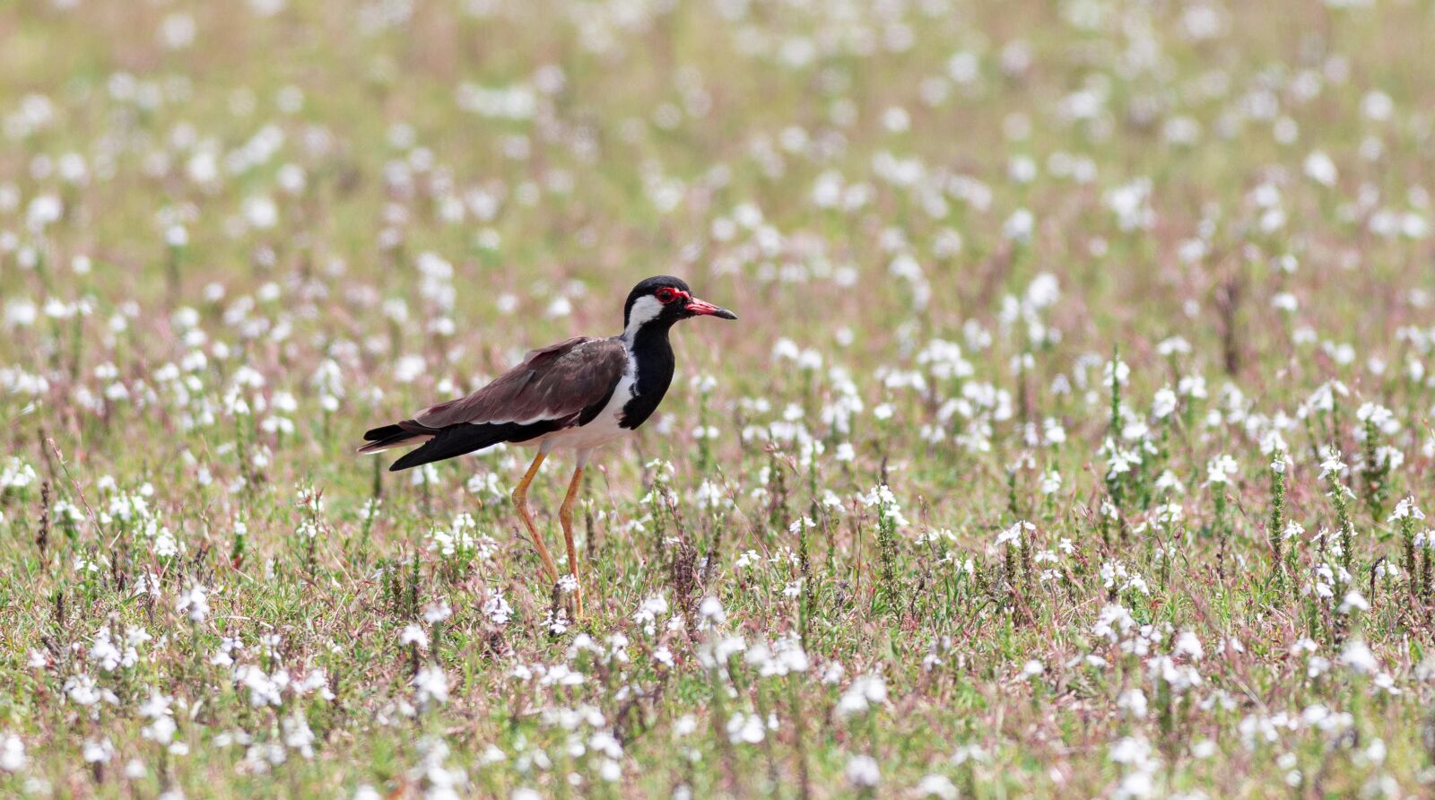 Canon EF 400mm F5.6L USM sample photo. Meadow, flowers, bird photography