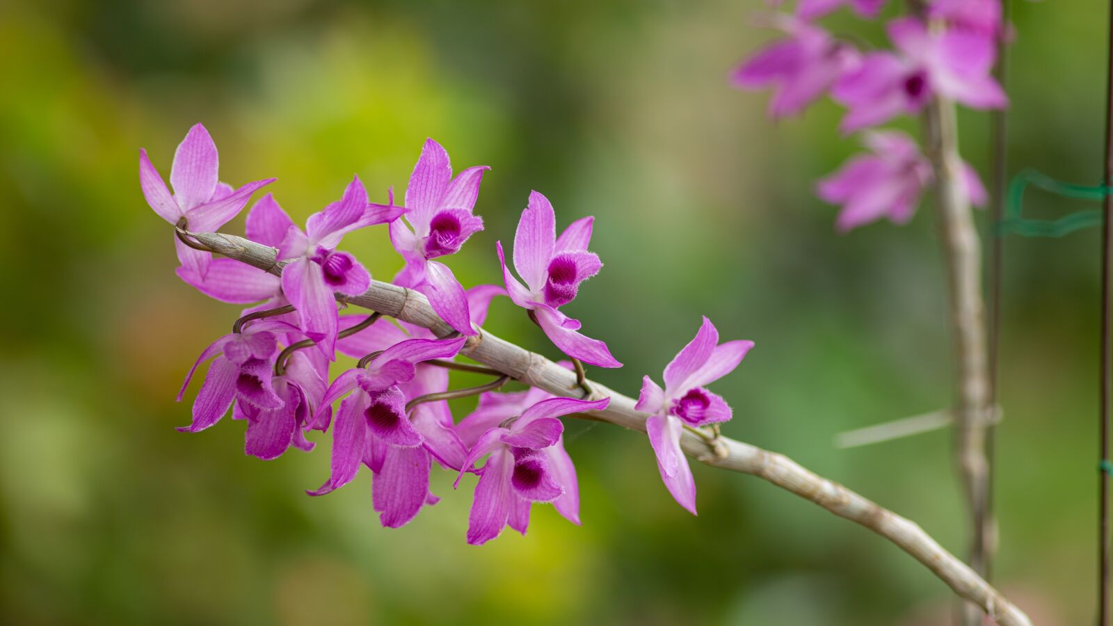 Canon EF 300mm f/4L sample photo. Orchid, orchids, flower photography