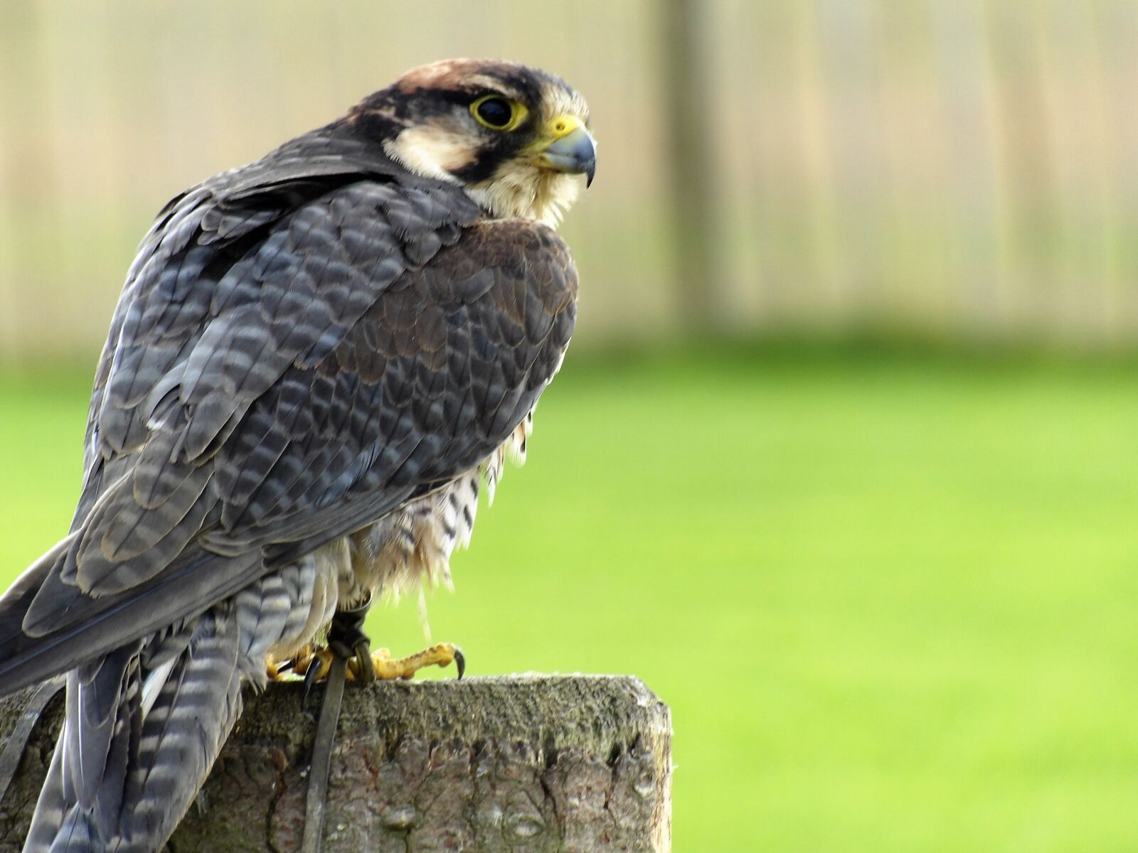 Kodak PIXPRO AZ521 sample photo. Lanner, falcon, bird photography