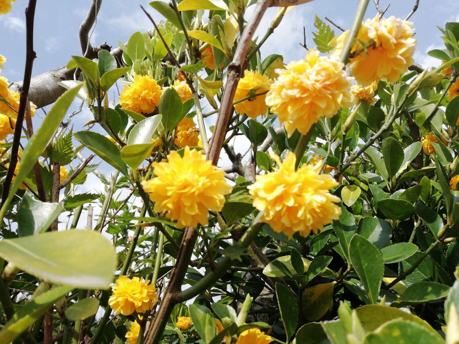 HUAWEI FIG-LX1 sample photo. Flower, yellow, plant photography