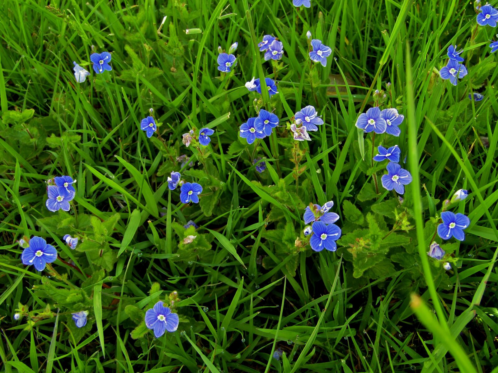 Canon POWERSHOT SX432 IS sample photo. Honorary award, although, blue photography