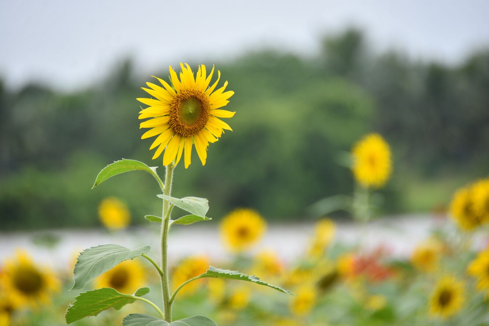 Nikon D7200 sample photo. Sunflower, beautiful landscape, nature photography