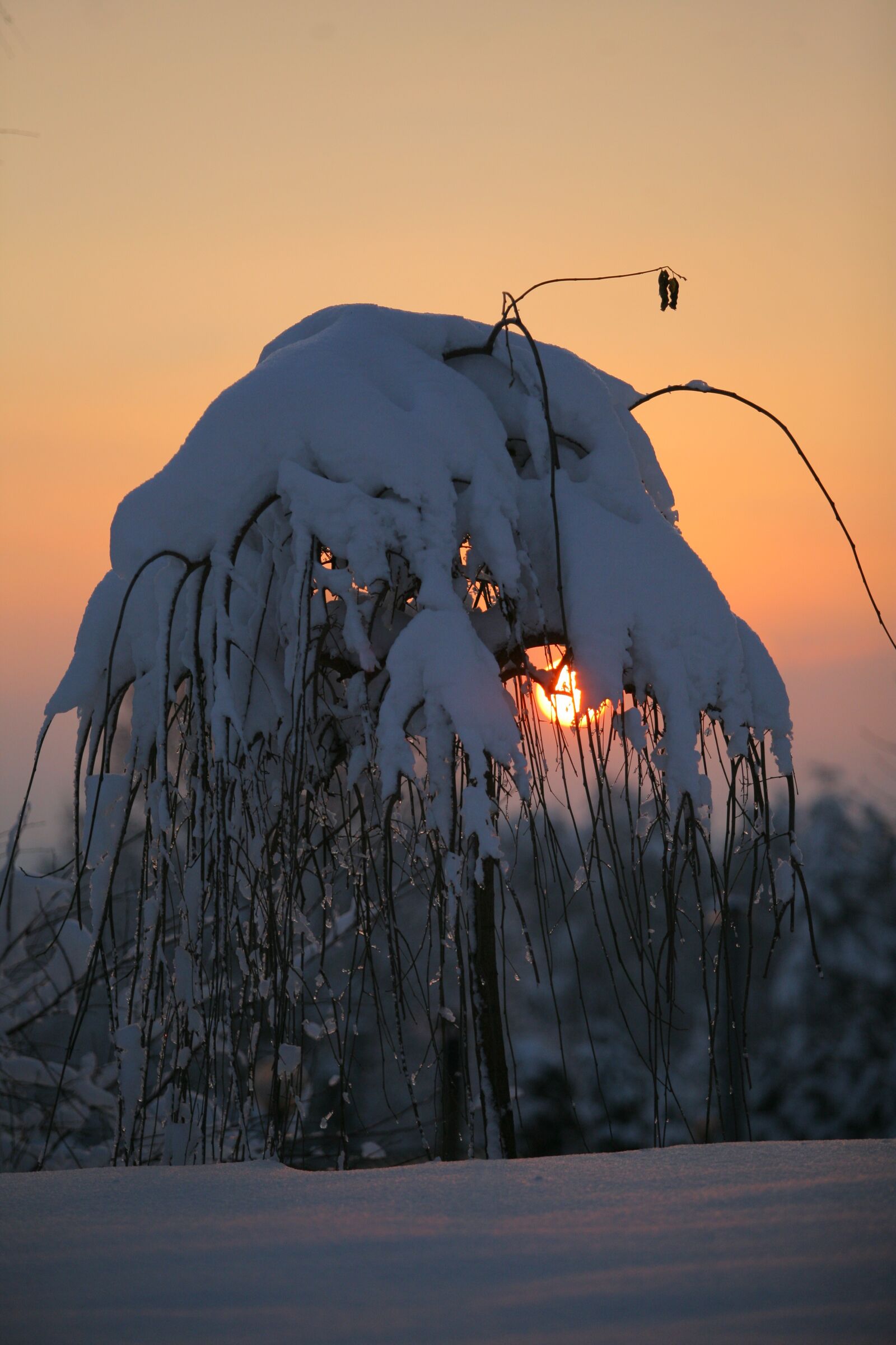 Canon EOS 5D sample photo. Winter, cold, frost photography
