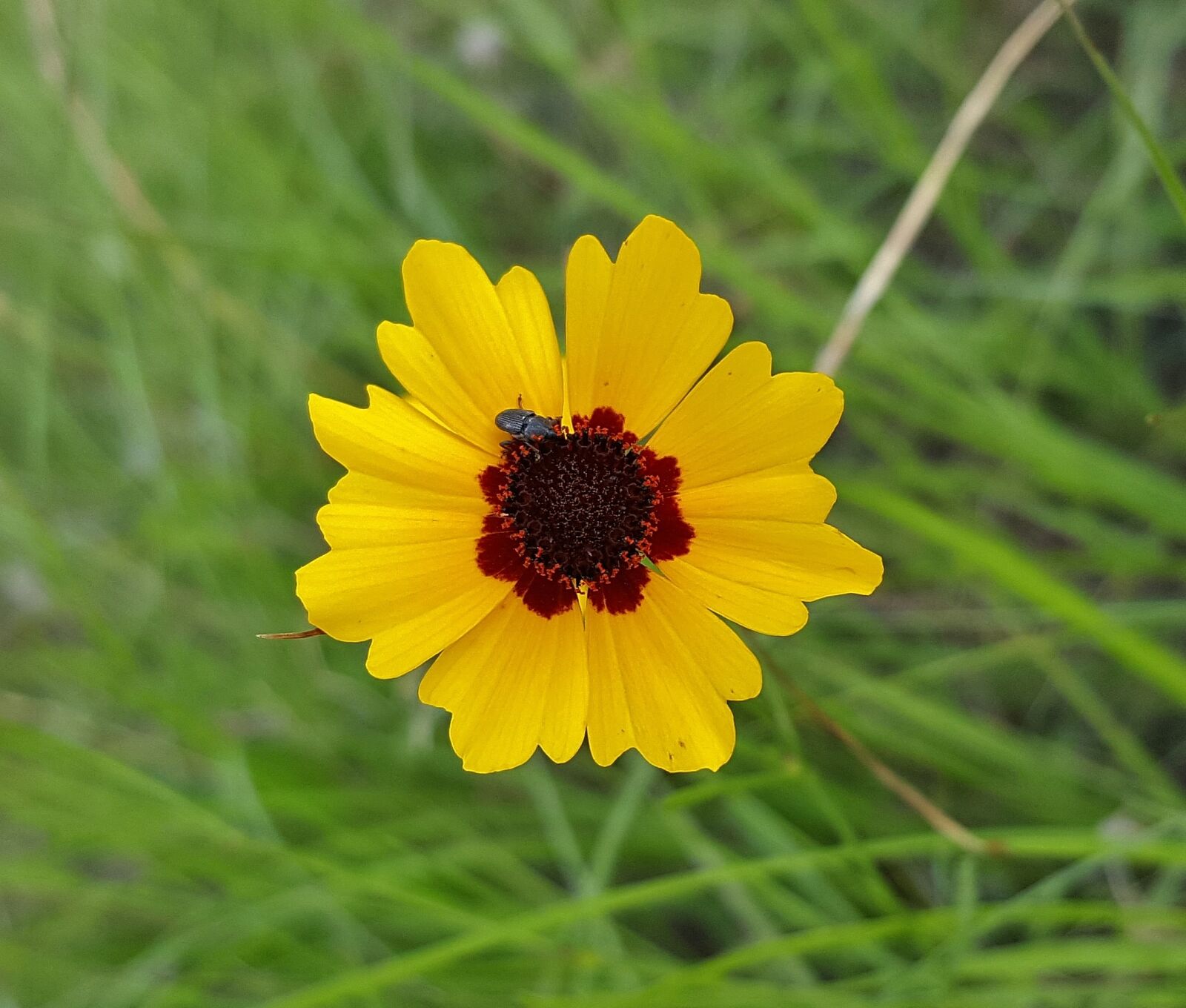 Samsung Galaxy Note5 sample photo. Flower, yellow flower, tickseed photography