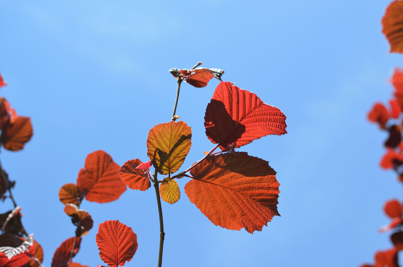 Nikon D5100 + Nikon AF-S DX Nikkor 35mm F1.8G sample photo. Blue, leaf, purple, red photography