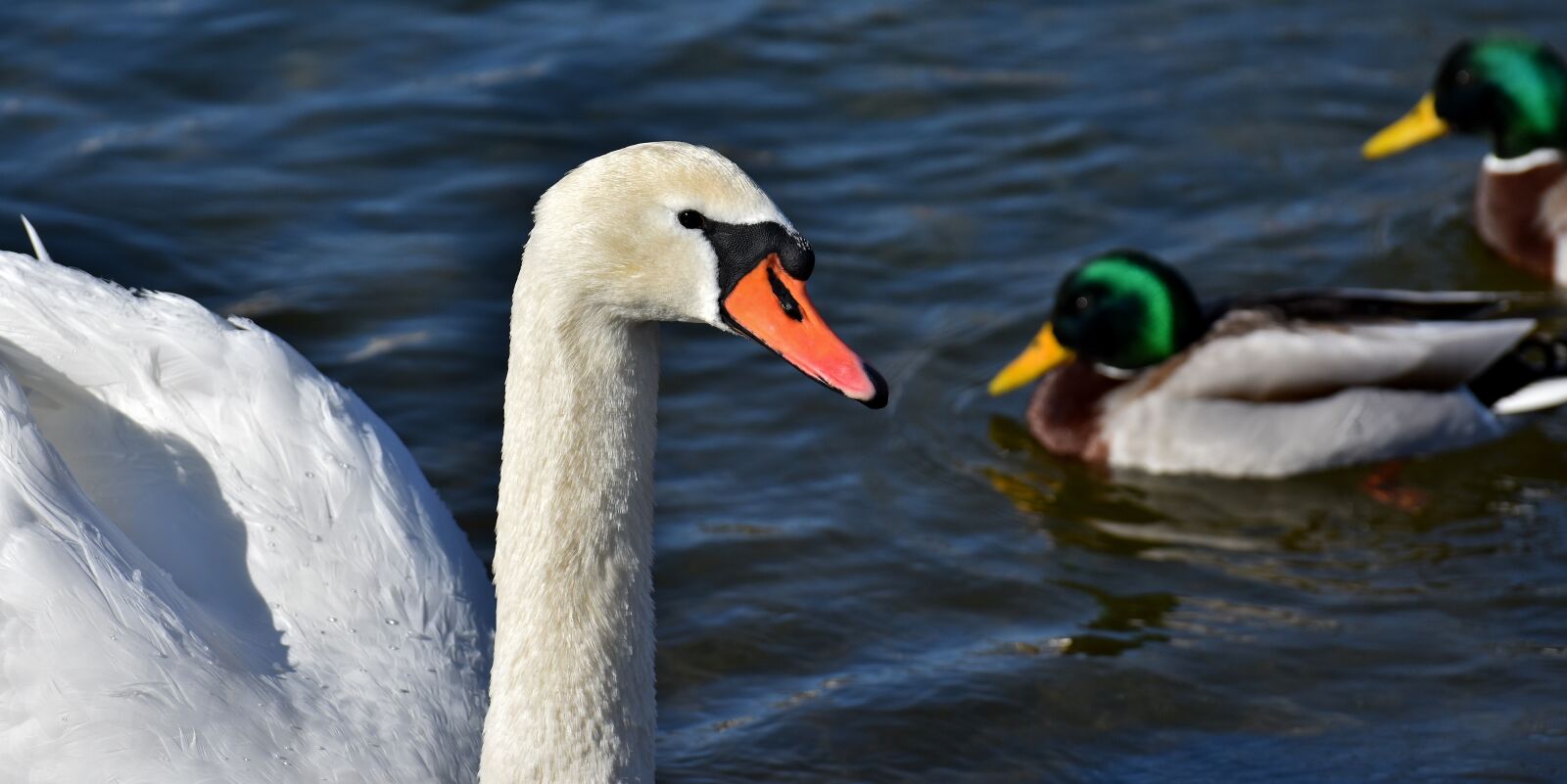 Nikon D7200 sample photo. Swan, waterfowl, poultry photography