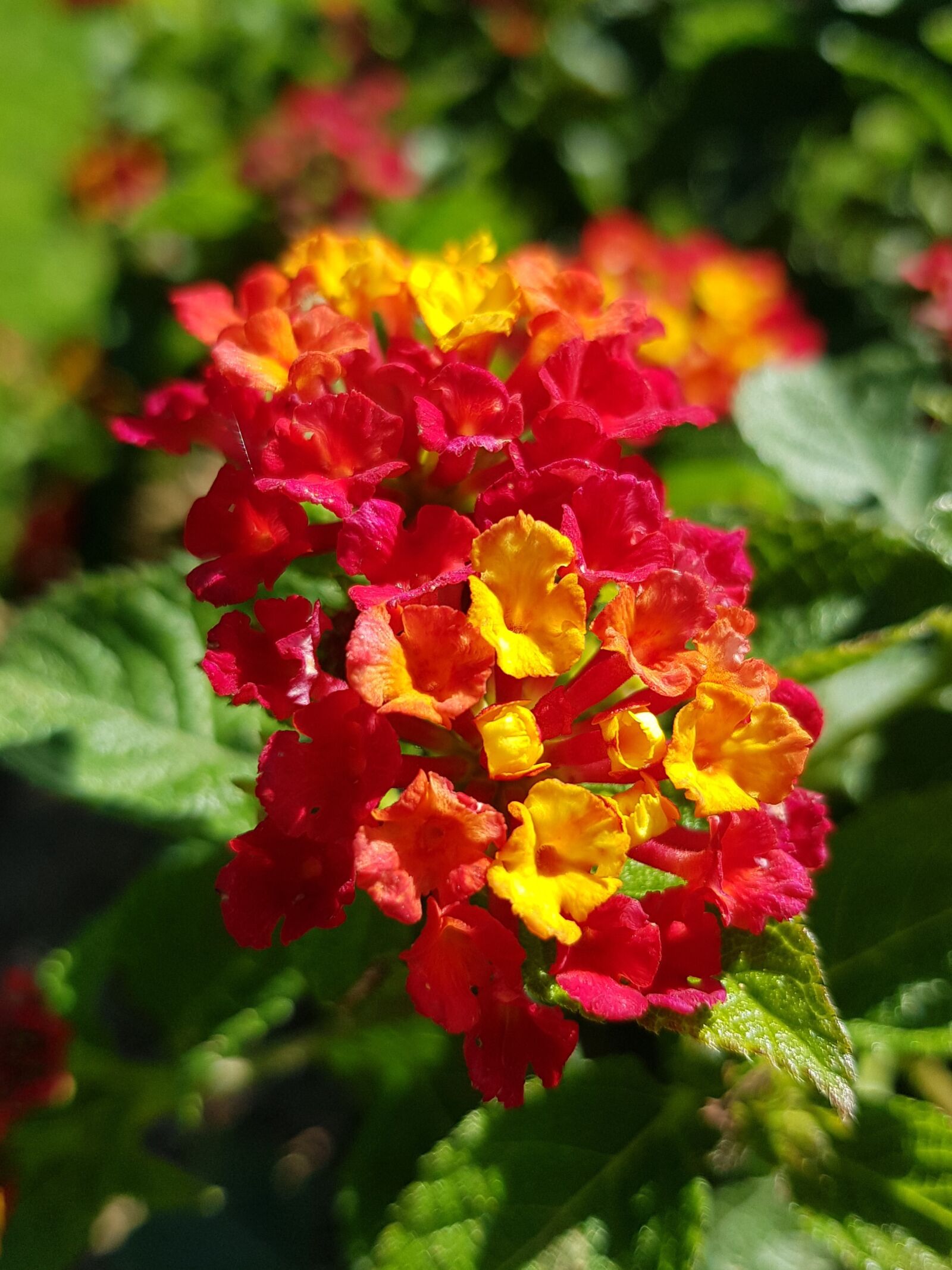 Samsung SM-G955F sample photo. Flowers, petals, leaves photography