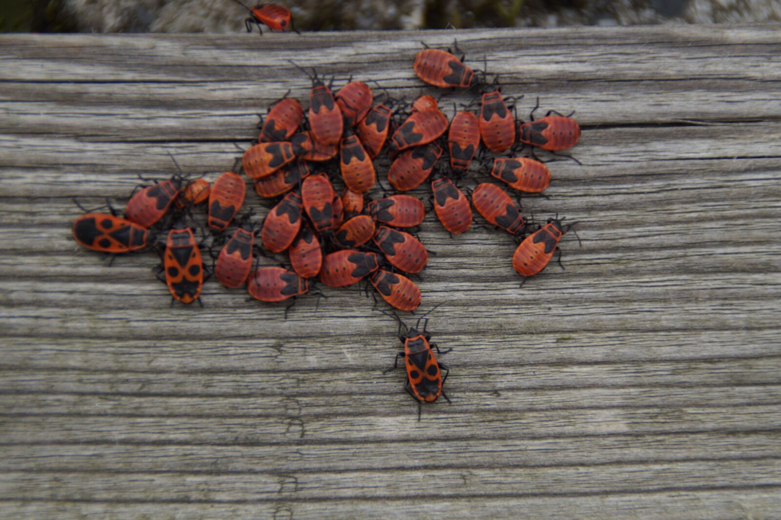Sony SLT-A58 sample photo. Wood, meeting, fire bugs photography