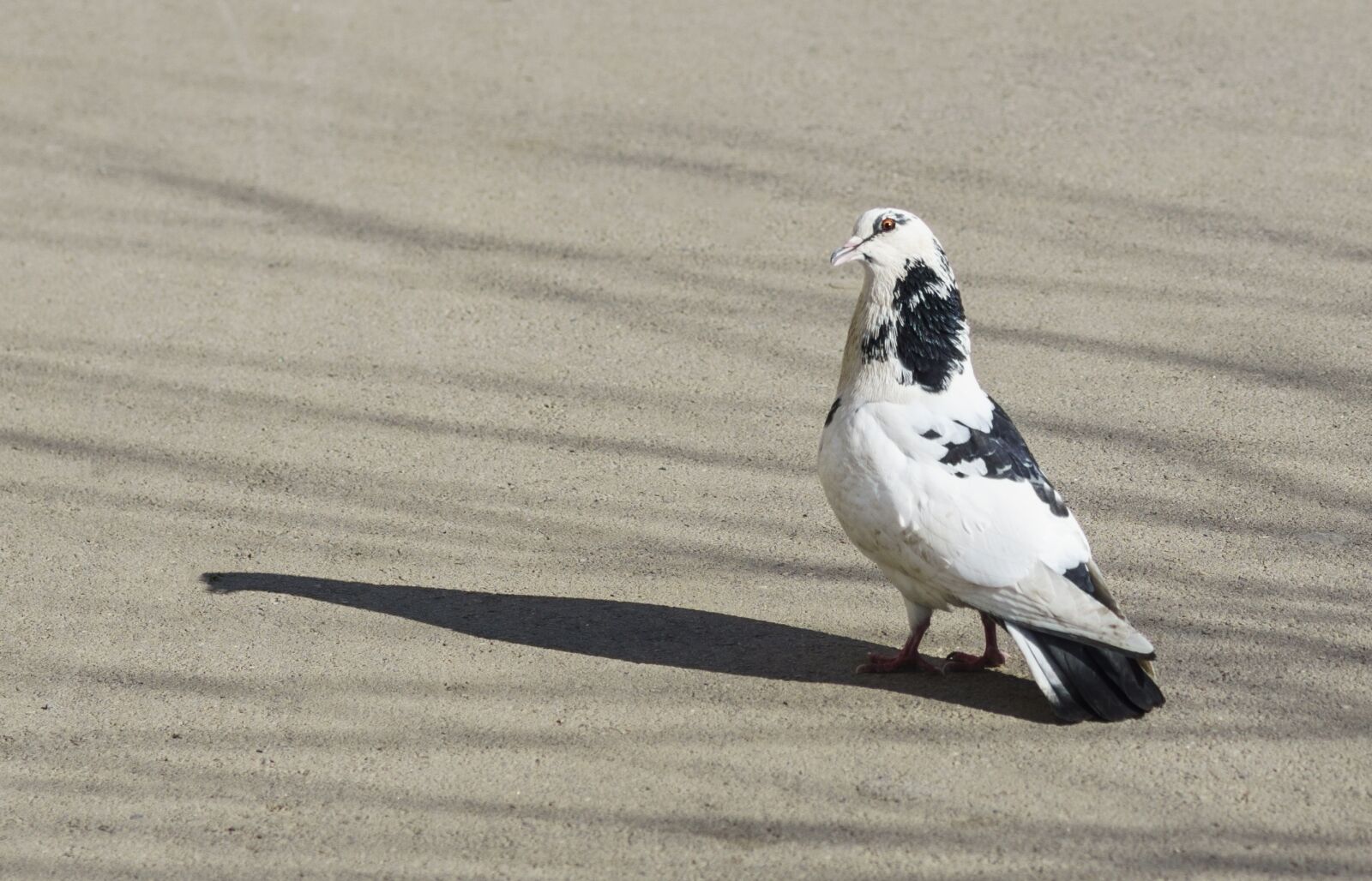 85mm F1.4 sample photo. Birds, dove, bird photography