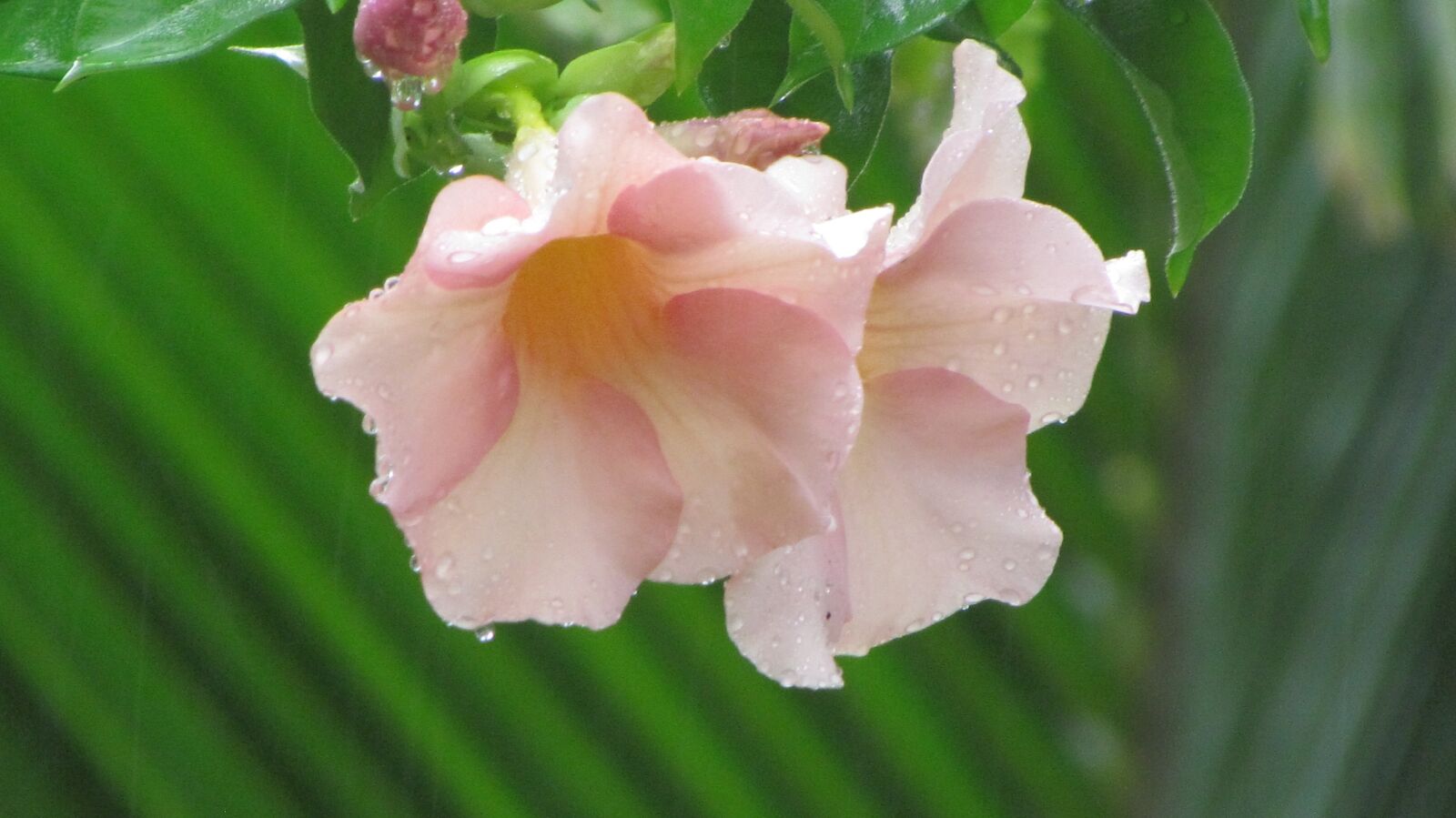 Canon PowerShot SX30 IS sample photo. Flower, nature, garden photography