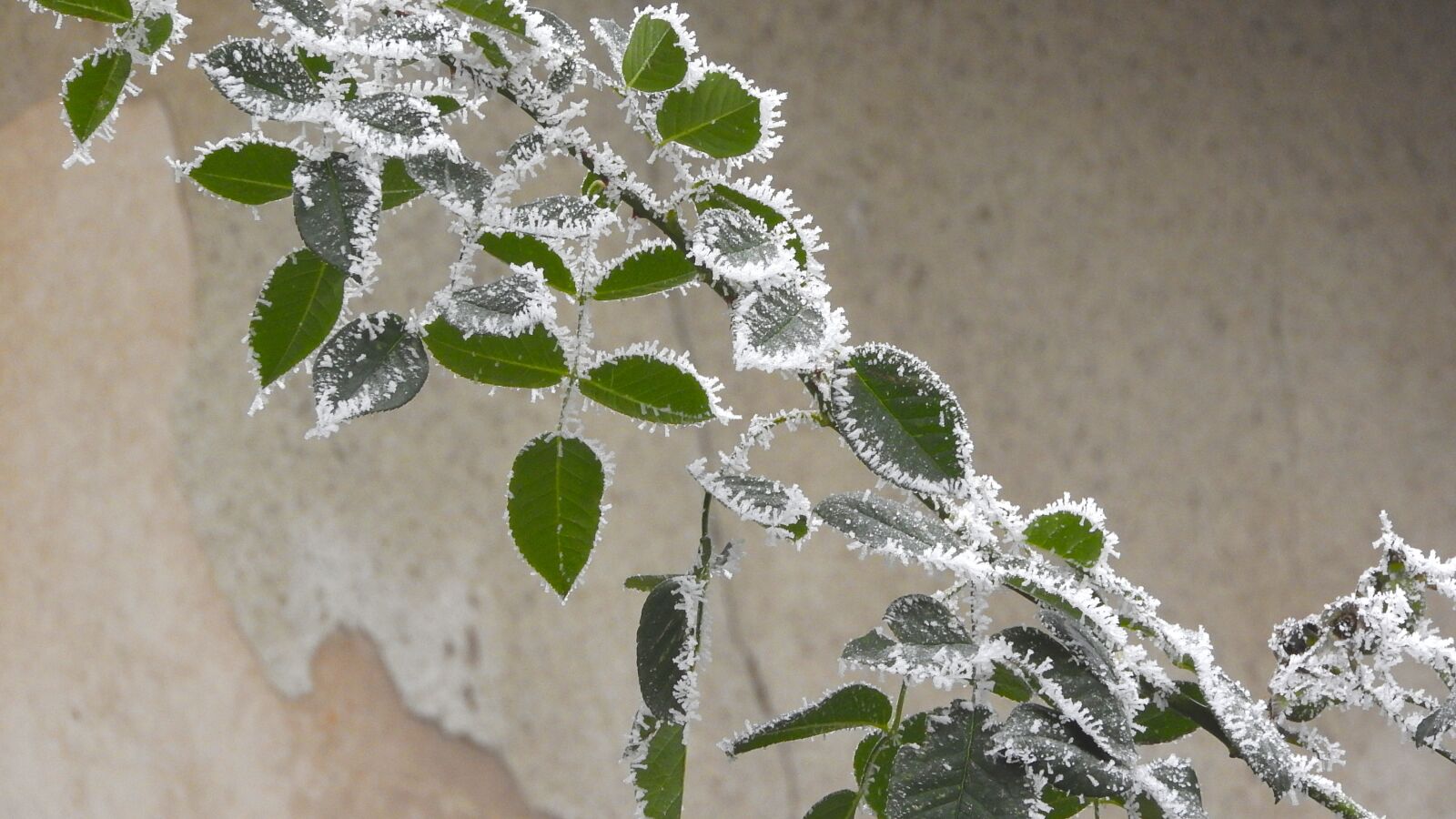 Nikon Coolpix P610 sample photo. Ice crystals, rime, foliage photography