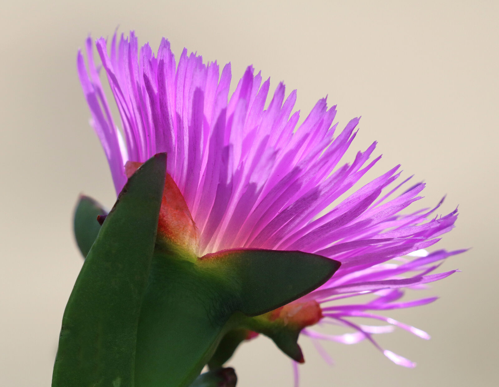 Canon EOS 750D (EOS Rebel T6i / EOS Kiss X8i) sample photo