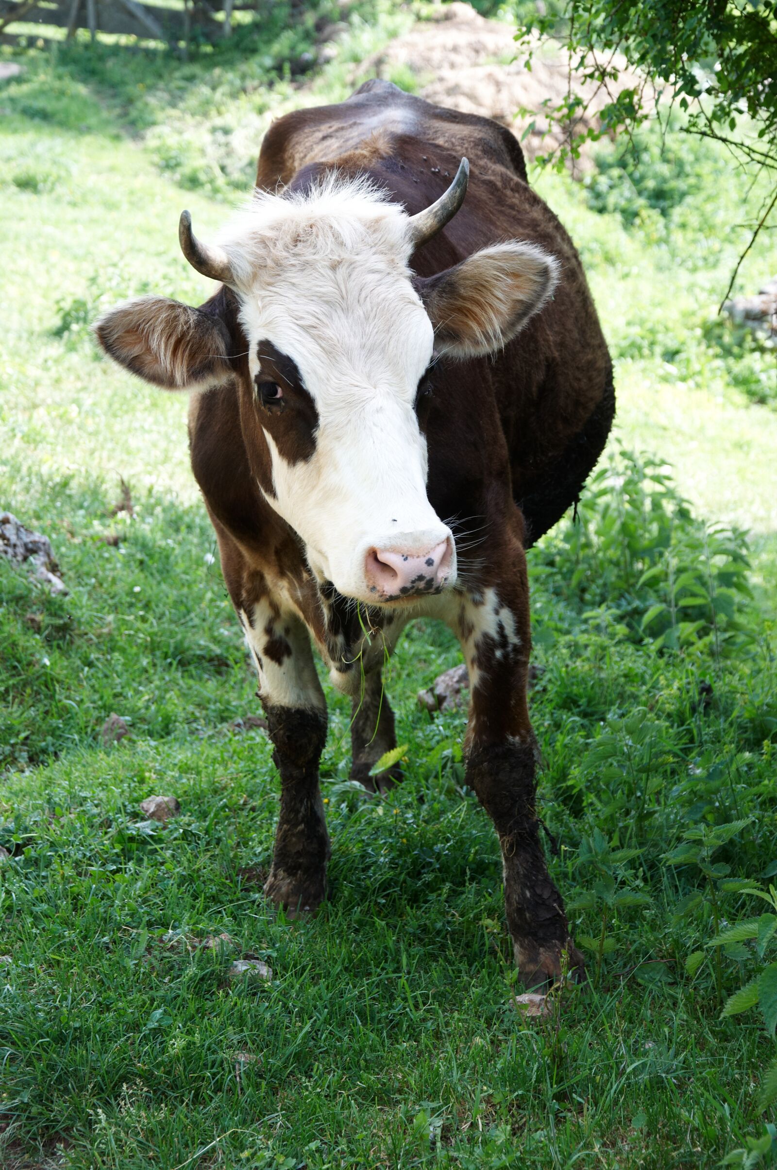 Nikon D90 sample photo. Portrait, of, horse, standing photography