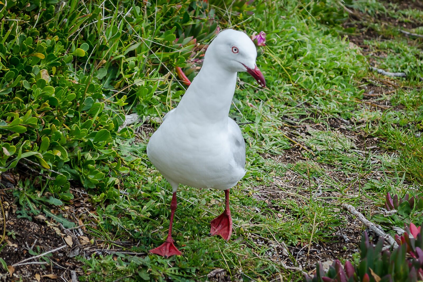 Nikon D5100 sample photo. Seagull, walking seagull, bird photography