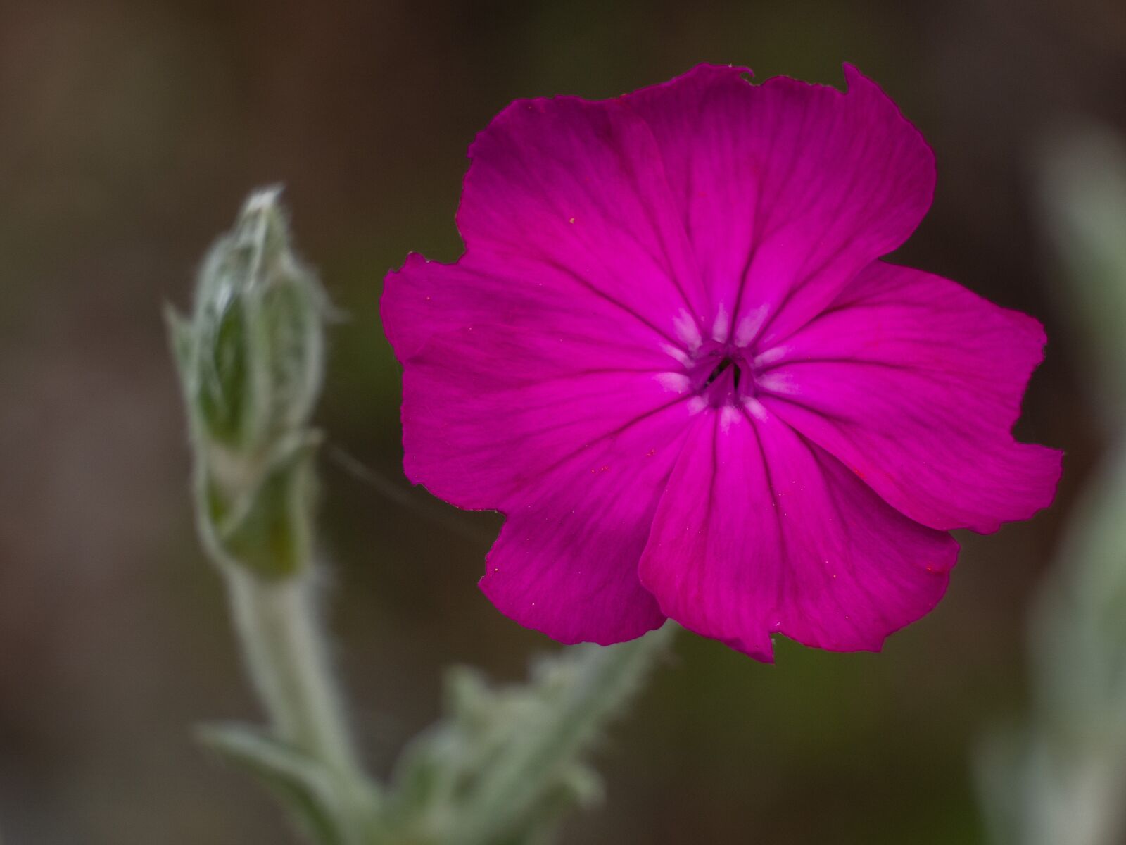 Olympus M.Zuiko Digital ED 12-200mm F3.5-6.3 sample photo. Flower, close up, pink photography