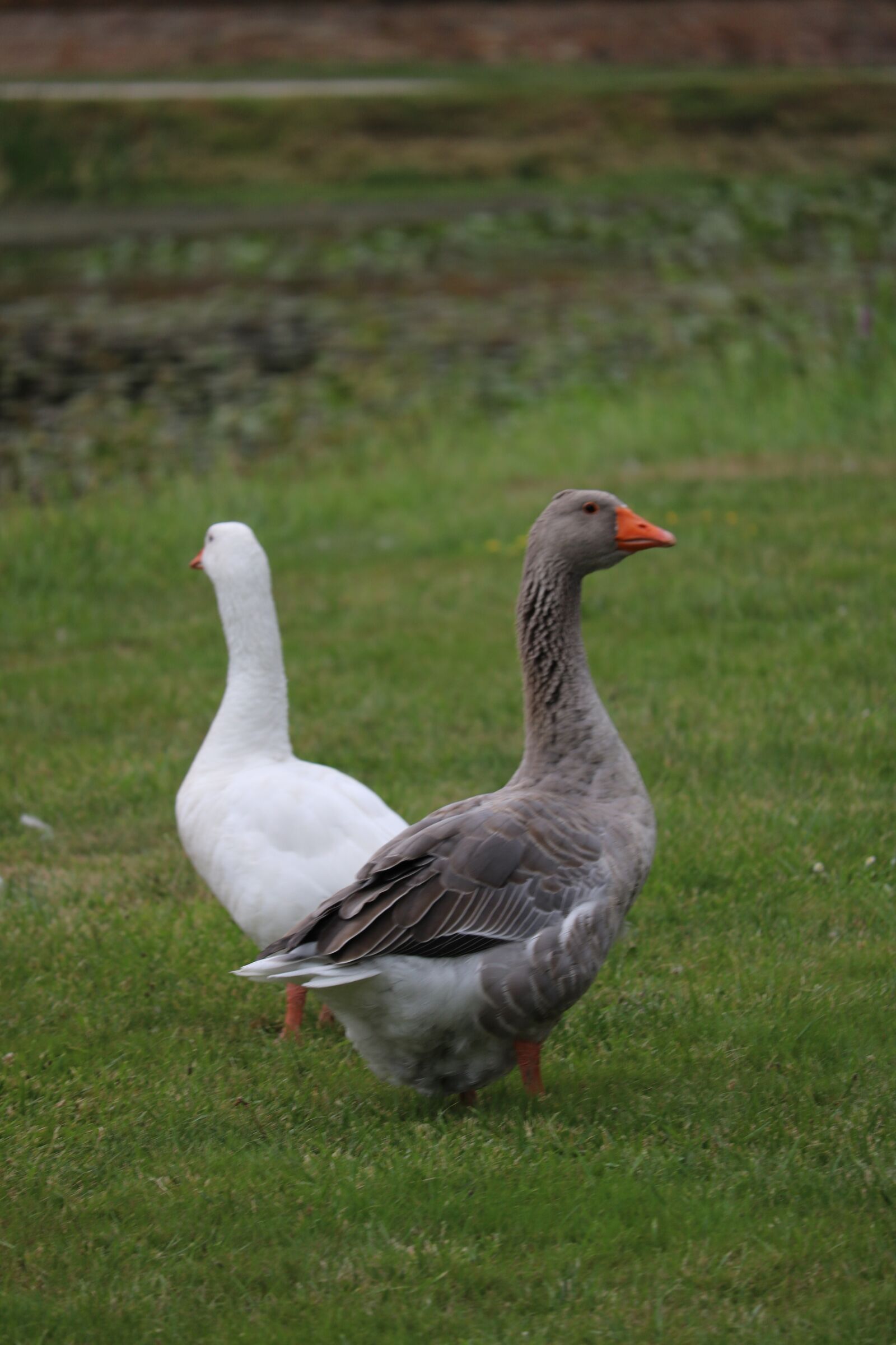 Canon EOS 760D (EOS Rebel T6s / EOS 8000D) sample photo. Goose, garden, white photography