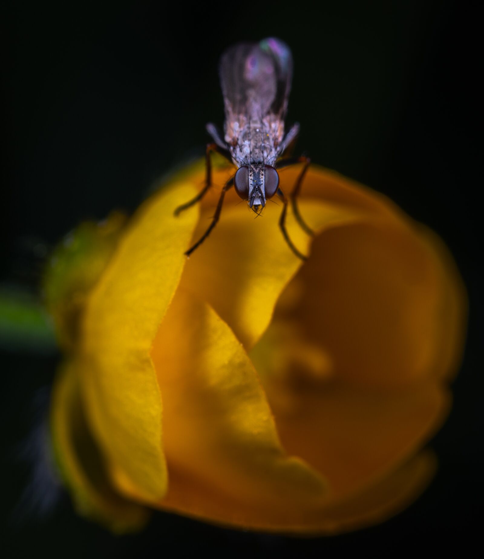 Sony a7R II sample photo. Macro, insect, fly photography