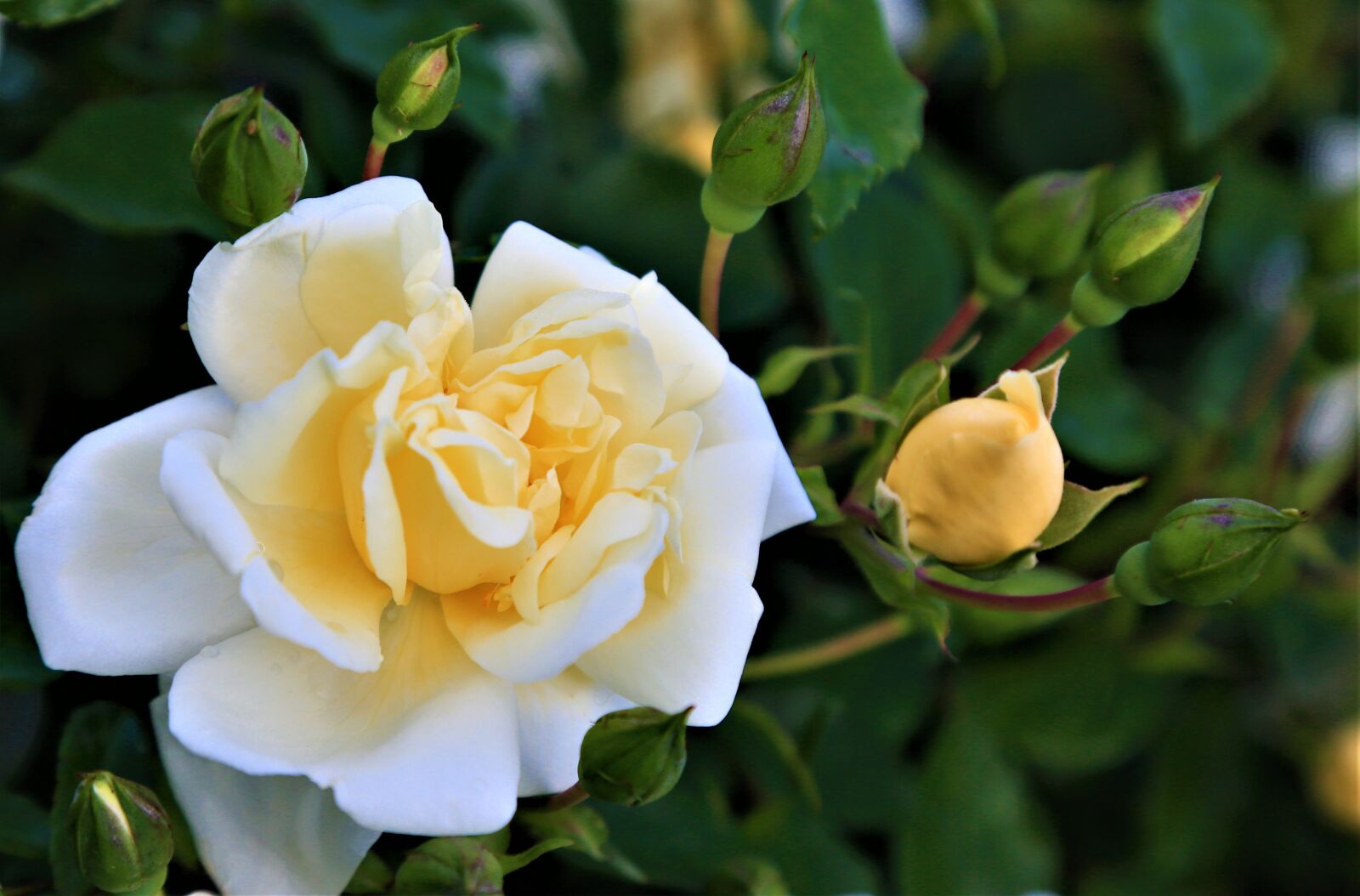 Canon EOS 5D Mark III + Canon EF 24-105mm F4L IS USM sample photo. Rose, flower, spring photography