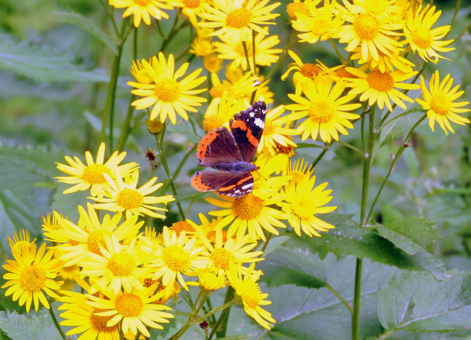 Nikon Coolpix P600 sample photo. Butterfly, flowers, butterfly on photography