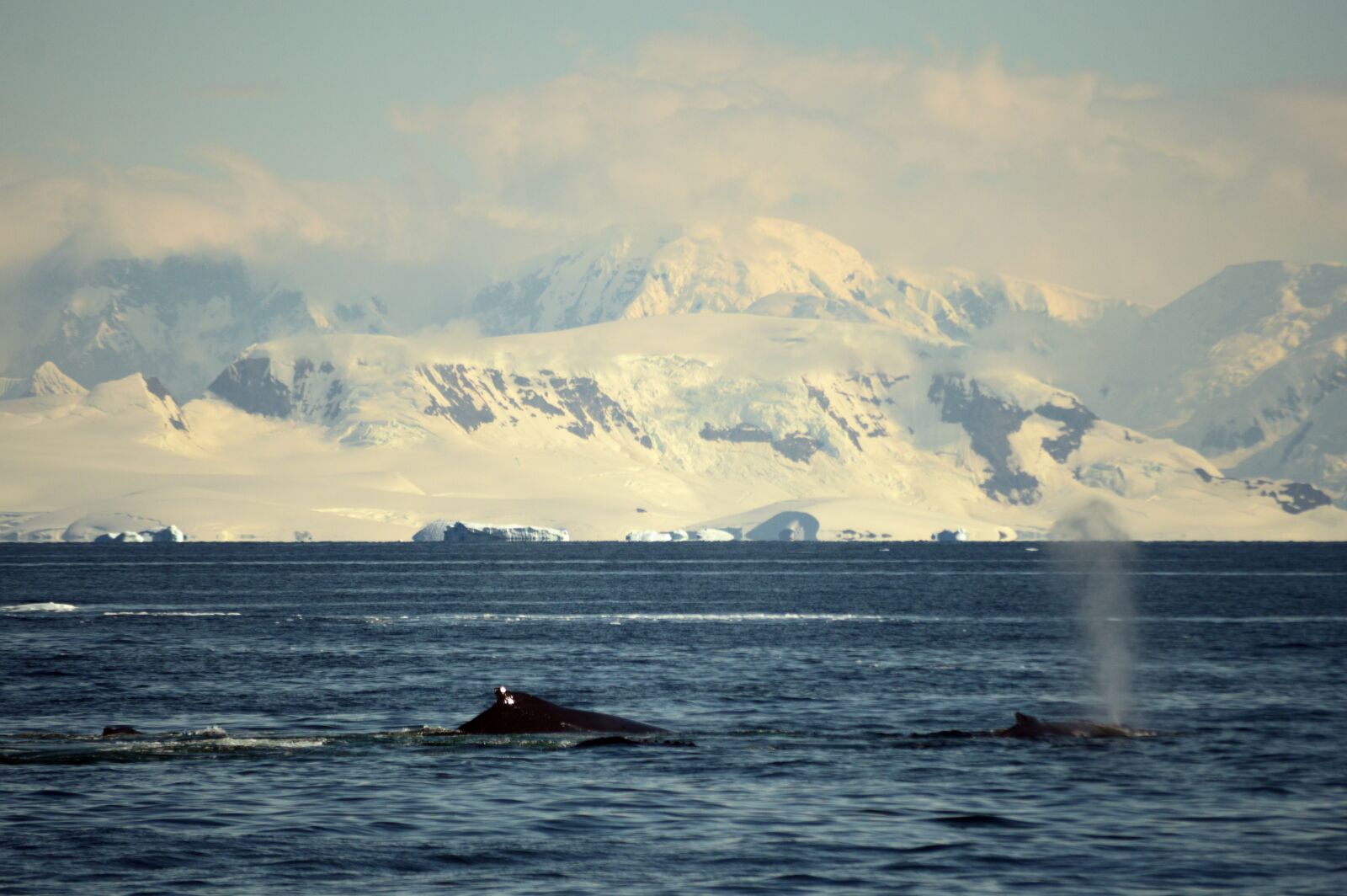 Nikon D3200 sample photo. Antarctica, whales, landscape photography