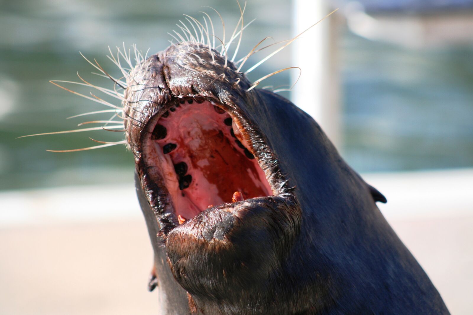 Canon EOS 350D (EOS Digital Rebel XT / EOS Kiss Digital N) sample photo. Sea lion, robbe, marine photography