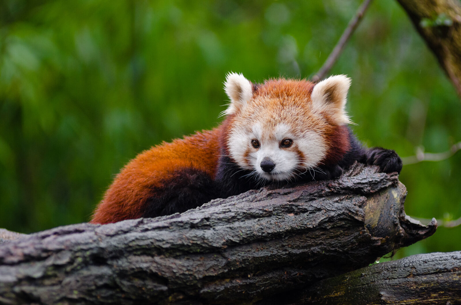 AF Zoom-Nikkor 80-200mm f/2.8 ED sample photo. Red, panda photography