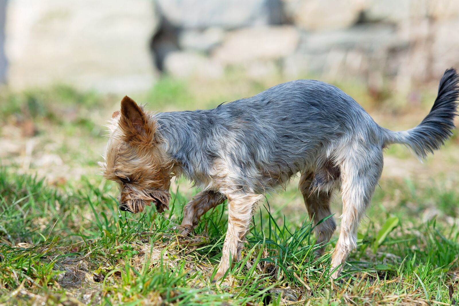 Nikon D7100 sample photo. Dog, water, play photography