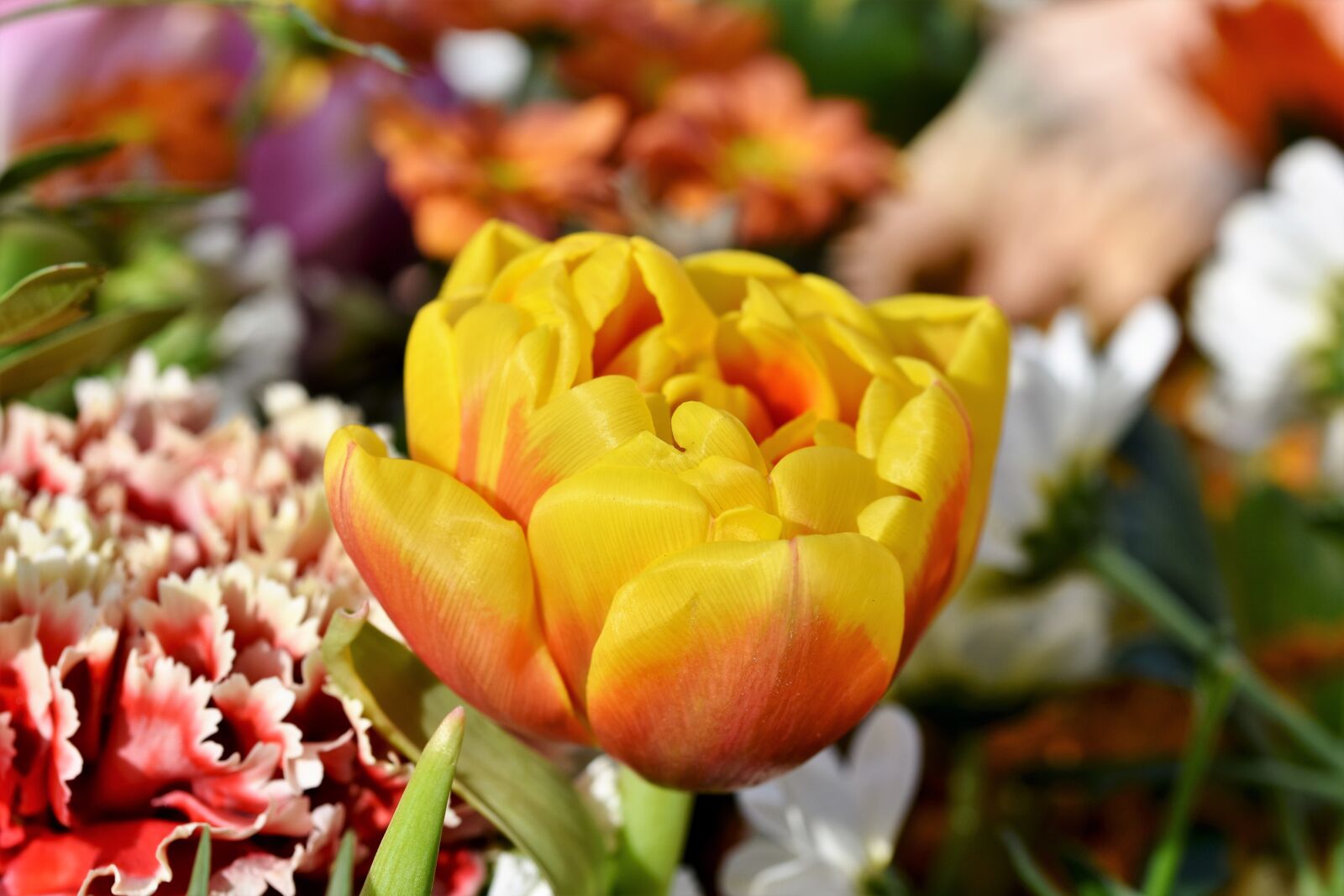Nikon D7200 sample photo. Tulip, tulpenbluete, tulip field photography