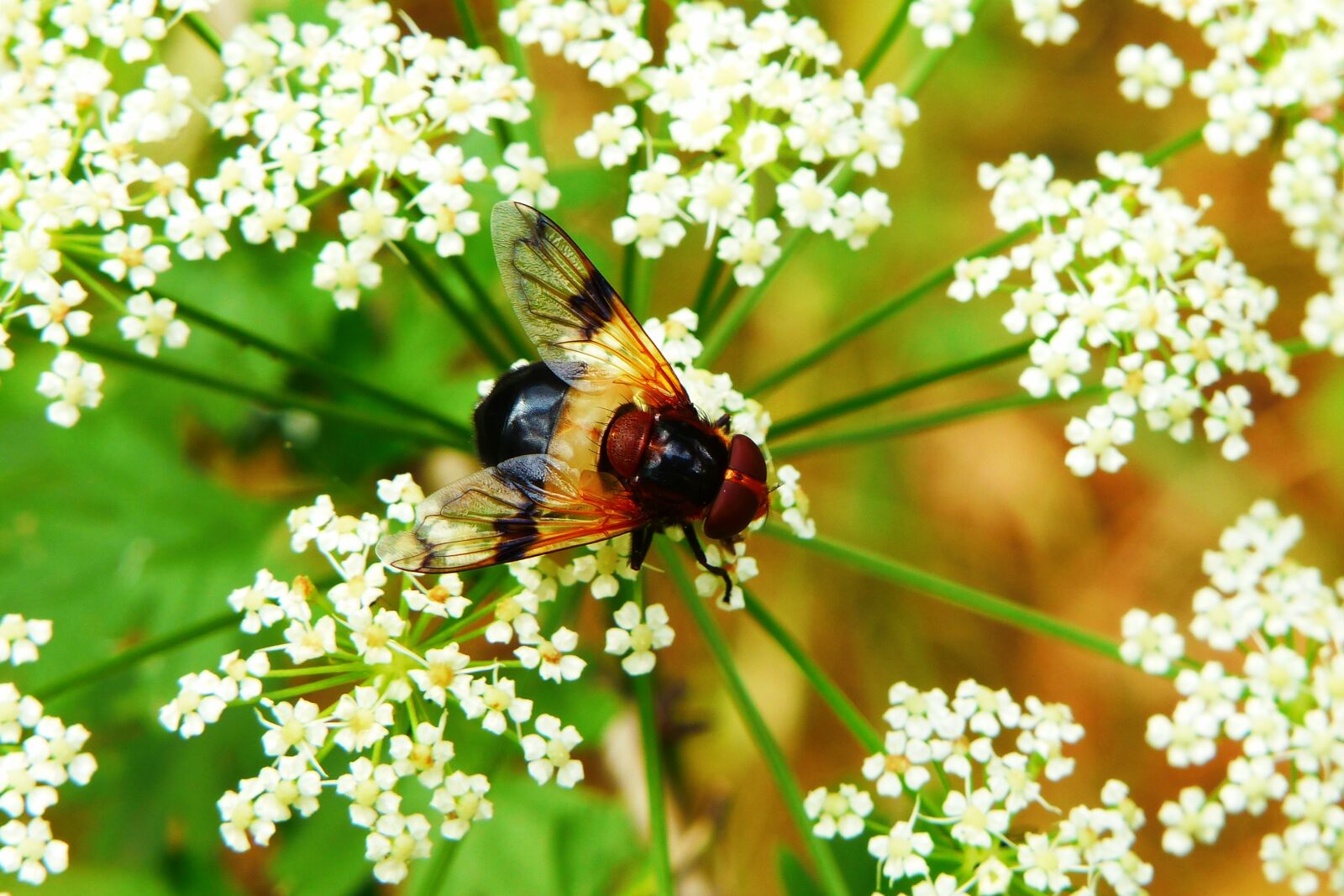 Panasonic Lumix DMC-FZ200 sample photo. Trzmiel wka forest, insect photography