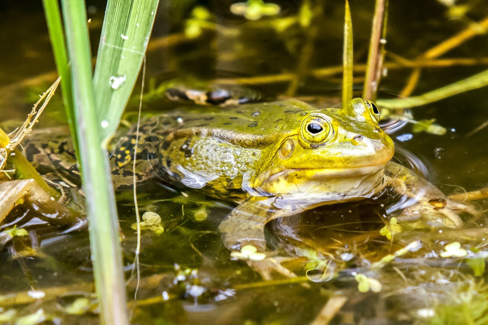 Olympus E-3 sample photo. Frog, water frog, amphibians photography