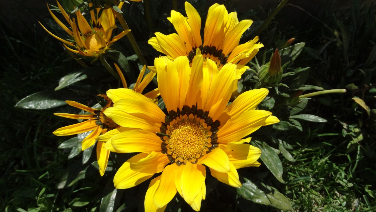 Sony Cyber-shot DSC-HX300 sample photo. Flower, garden, yellow photography