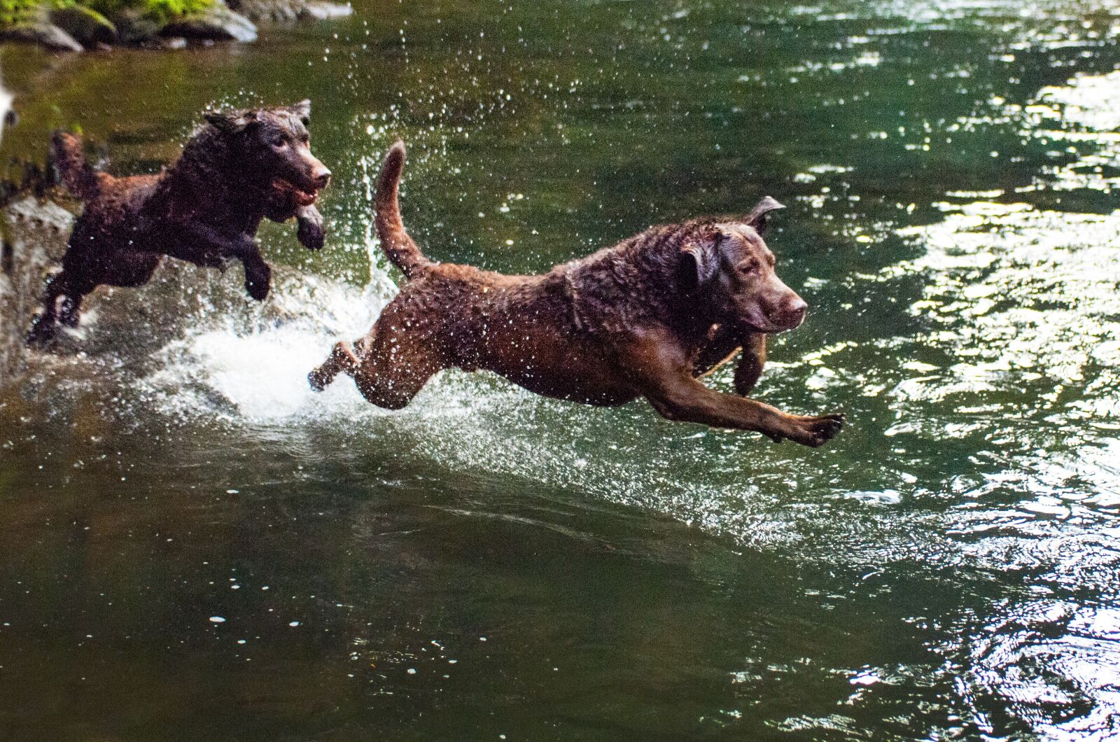 Nikon D2X sample photo. Dogs, pets, water photography