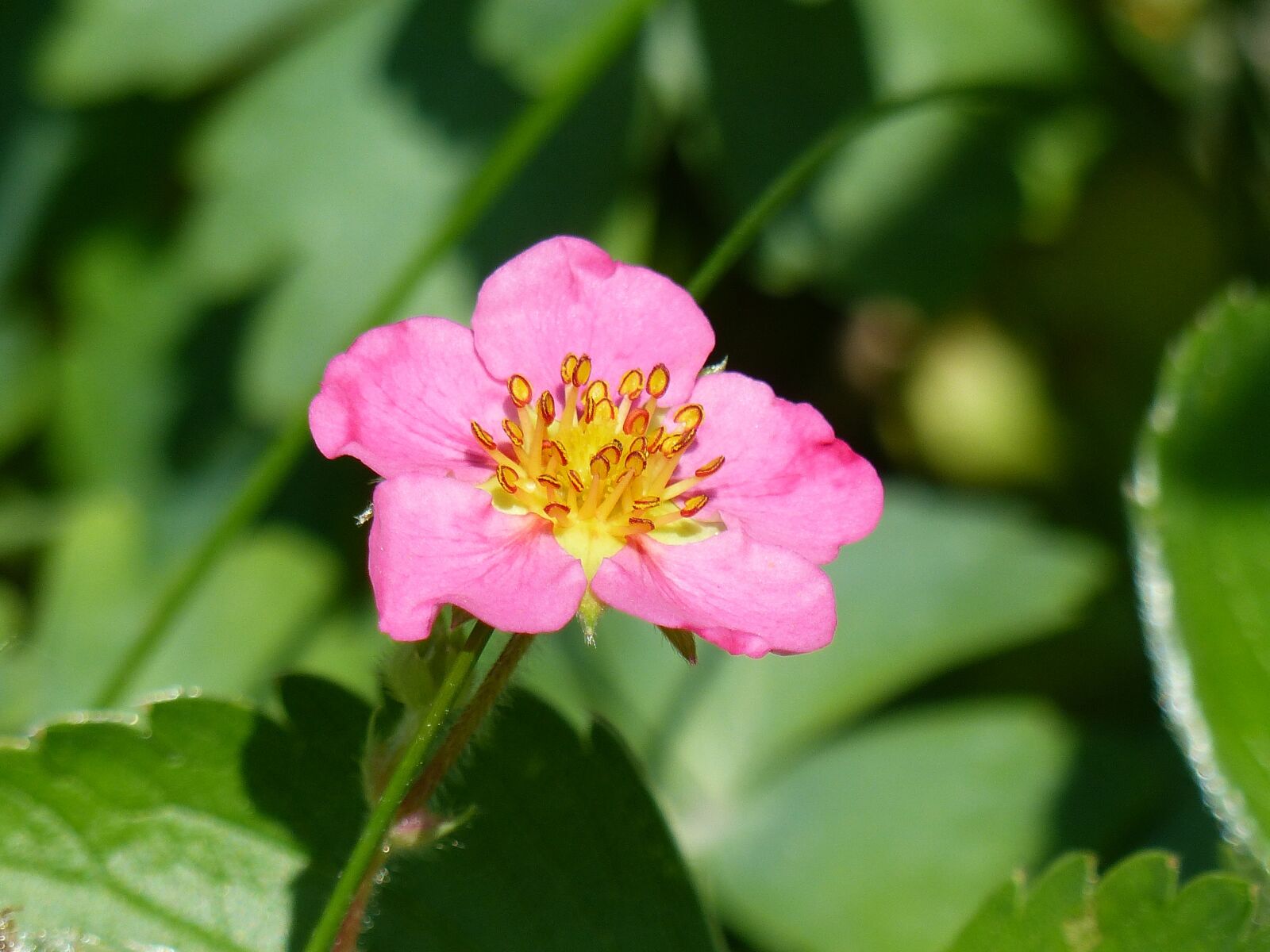 Panasonic Lumix DMC-FZ200 sample photo. Flower, color, pink photography