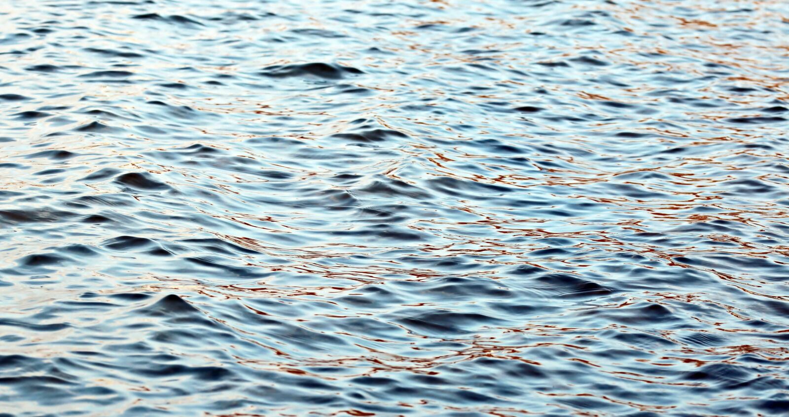 Canon EOS 80D sample photo. Reflection, beach, bird, wave photography