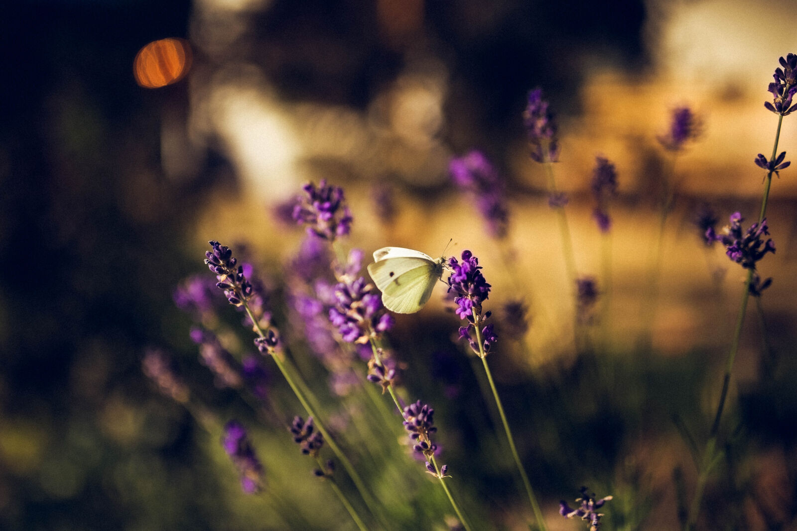 Sigma 35mm F1.4 DG HSM Art sample photo. Beautiful, bloom, blooming, blossom photography