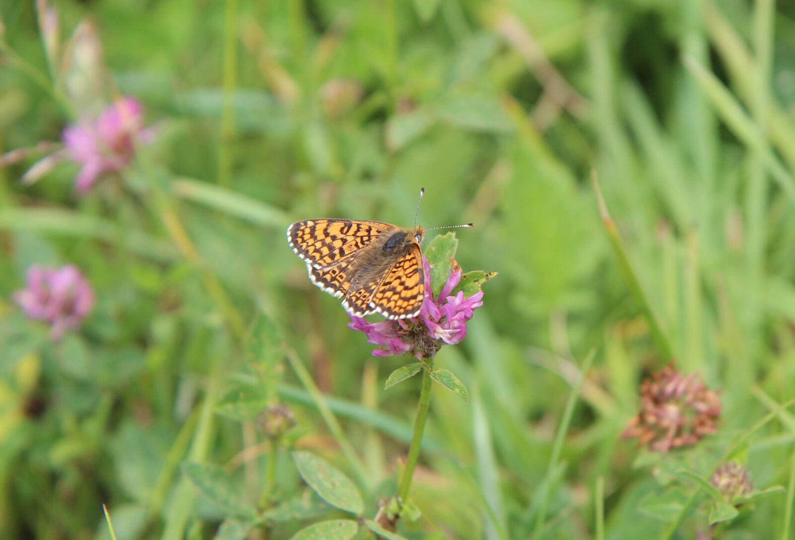 Canon EOS 600D (Rebel EOS T3i / EOS Kiss X5) sample photo. Butterfly, brittany, insect photography