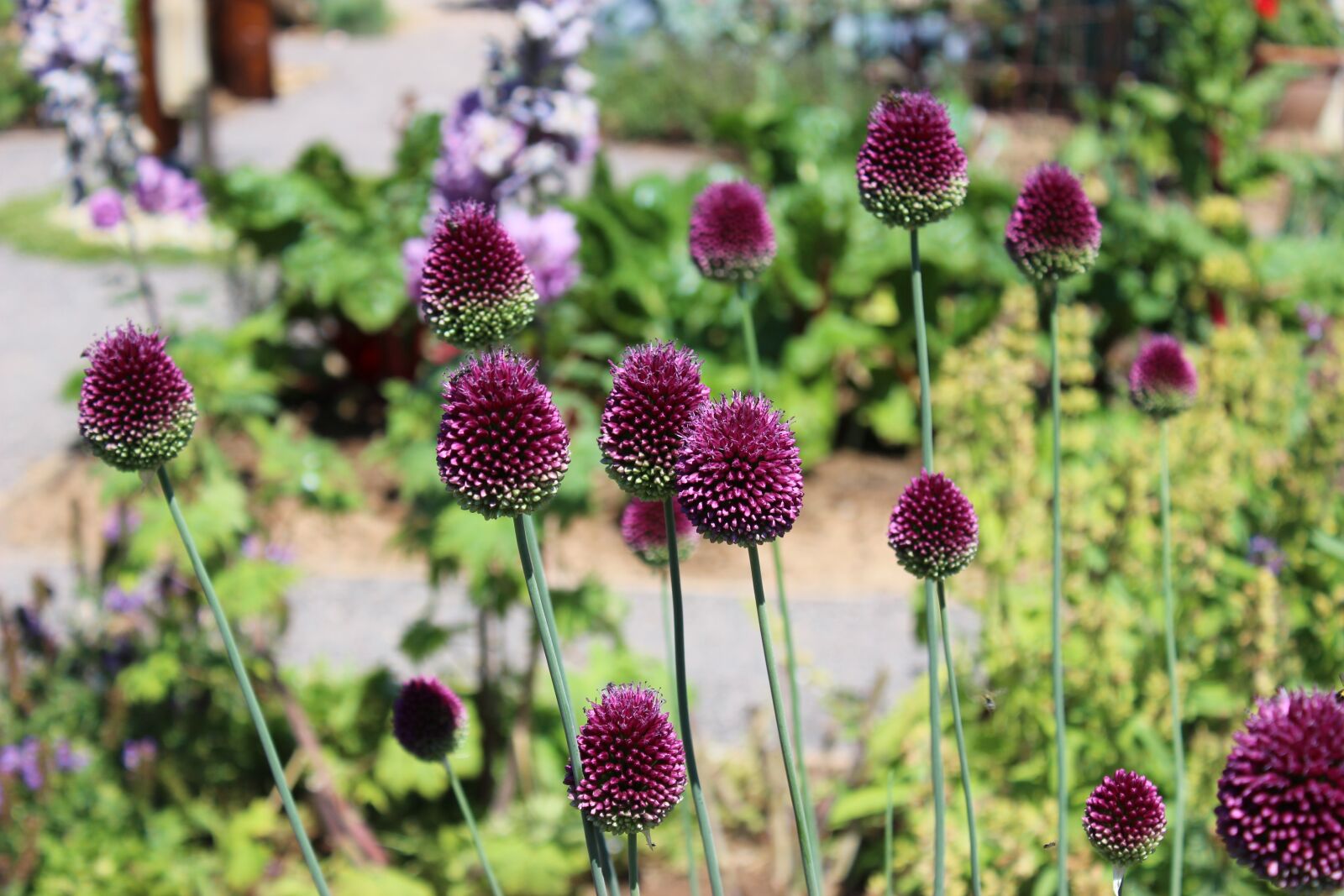Canon EOS 600D (Rebel EOS T3i / EOS Kiss X5) sample photo. Landesgartenschau landau, flowers, purple photography