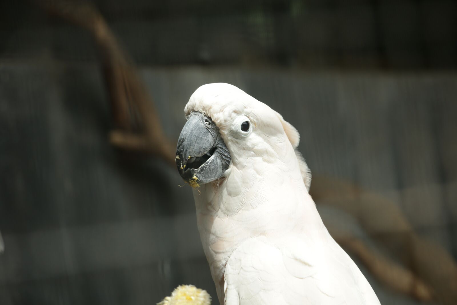 Canon EOS 70D sample photo. Parrot, bird, nature photography