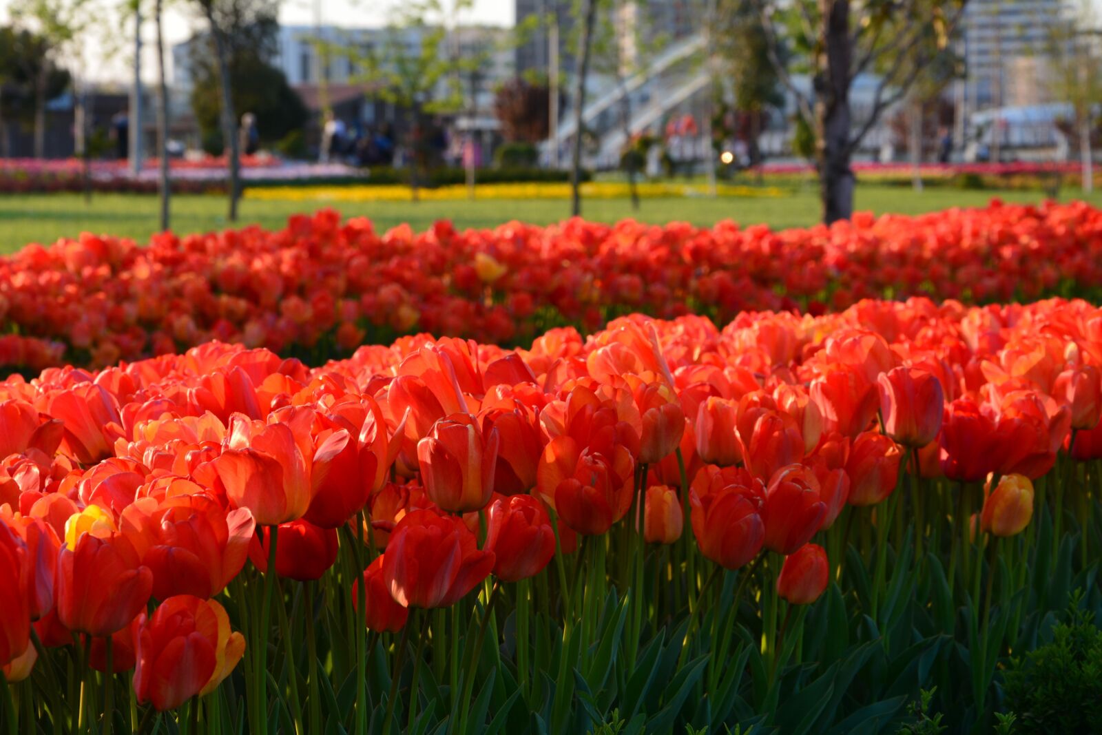 Nikon D7100 sample photo. Flower, garden, nature photography