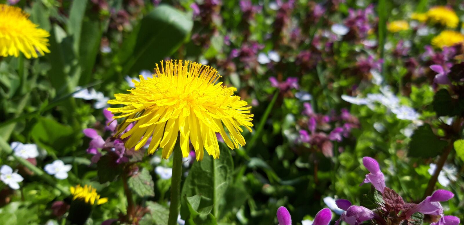 Samsung Galaxy A6 sample photo. Dandelion, flower, spring photography
