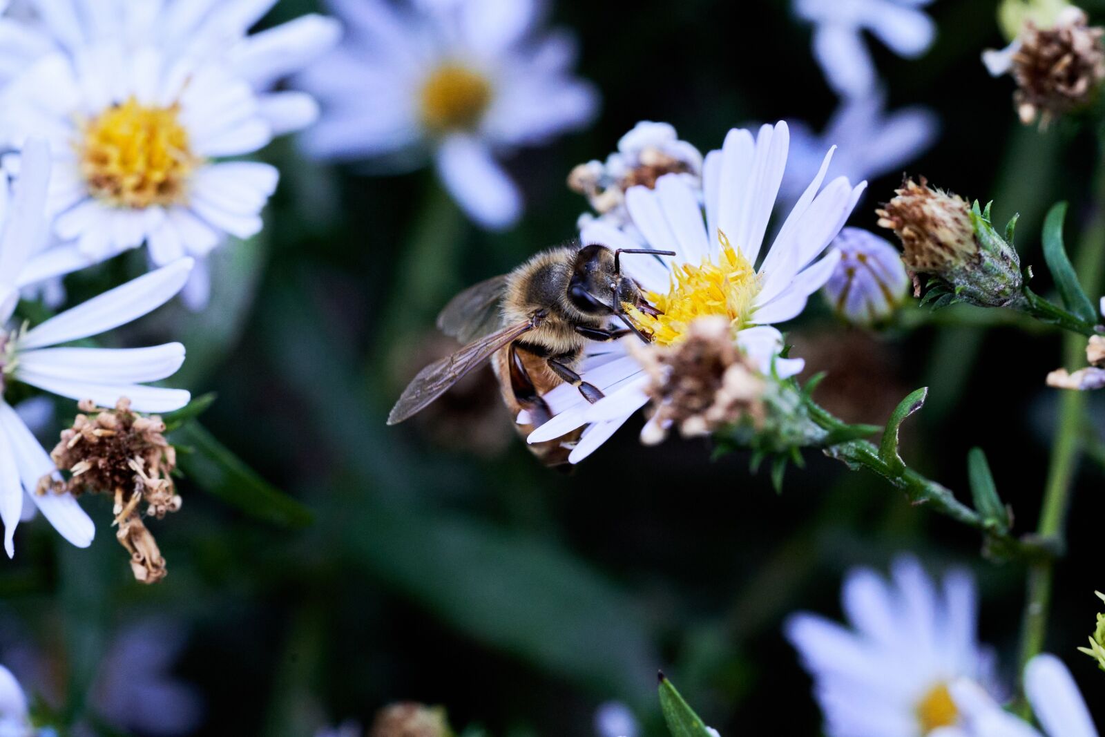 Sony a7 III sample photo. Honey bee, flowers, nature photography