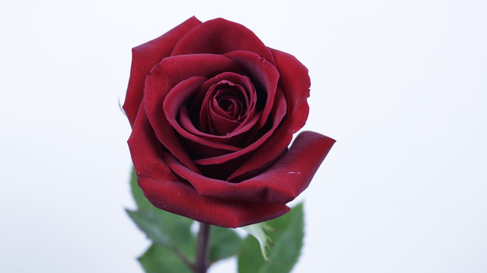 Canon EOS 750D (EOS Rebel T6i / EOS Kiss X8i) sample photo. Rose, flower, petals photography