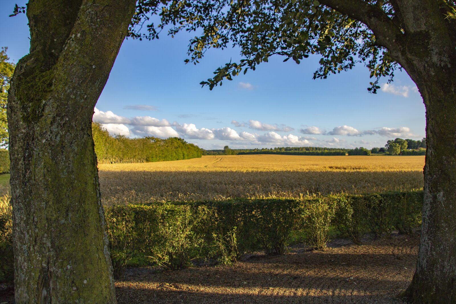 Canon TS-E 90mm F2.8 Tilt-Shift sample photo. Corn field, sky, blue photography