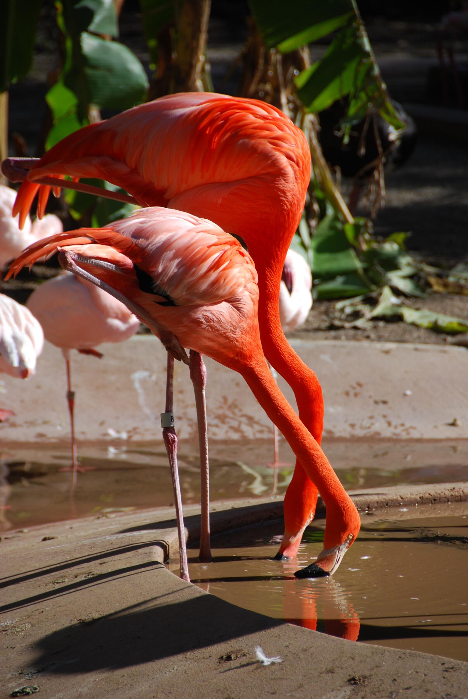 Nikon D60 sample photo. Flamingos, colorful, feather photography