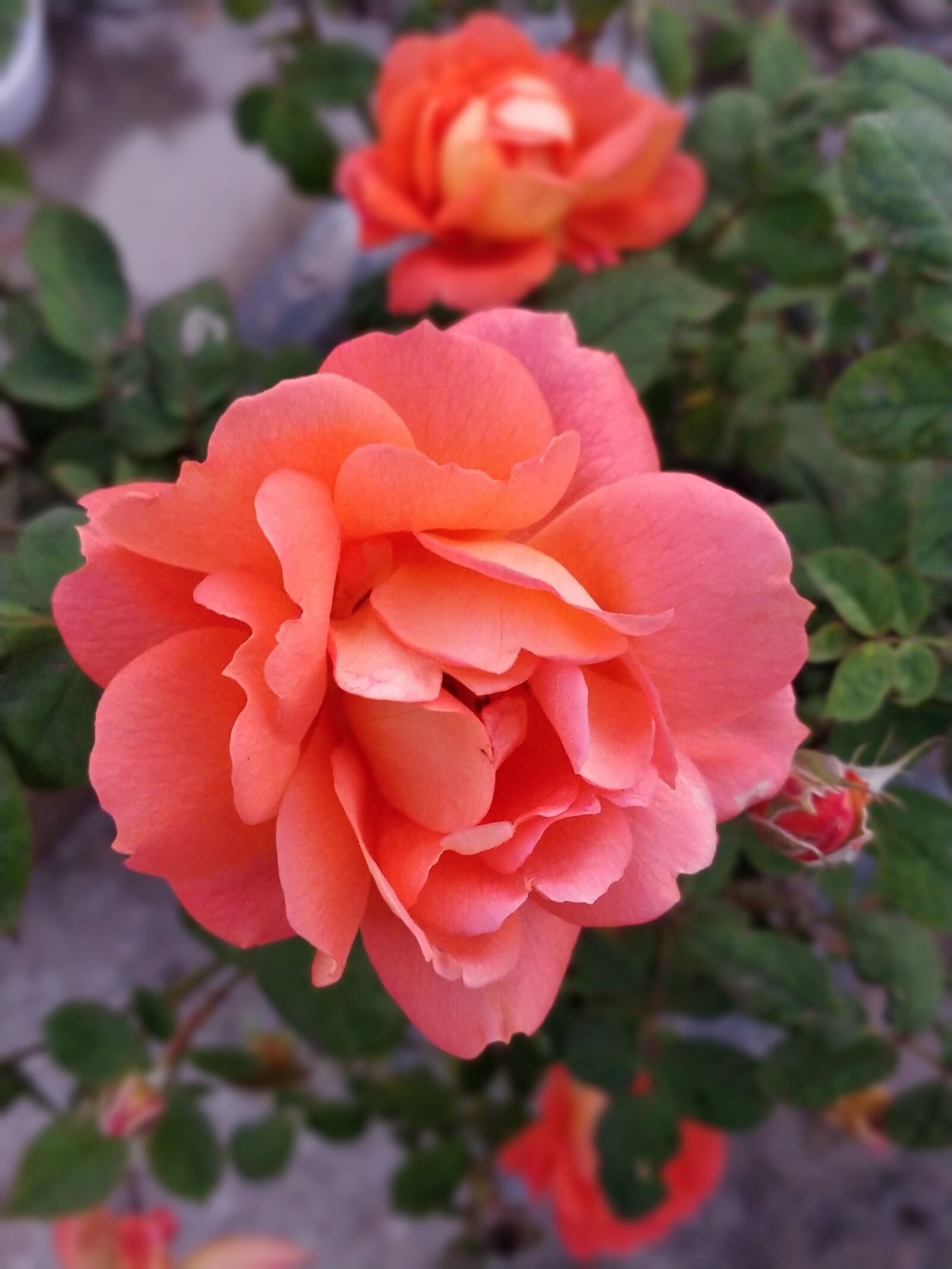 OnePlus 5 sample photo. Pink rose, bloom, flower photography