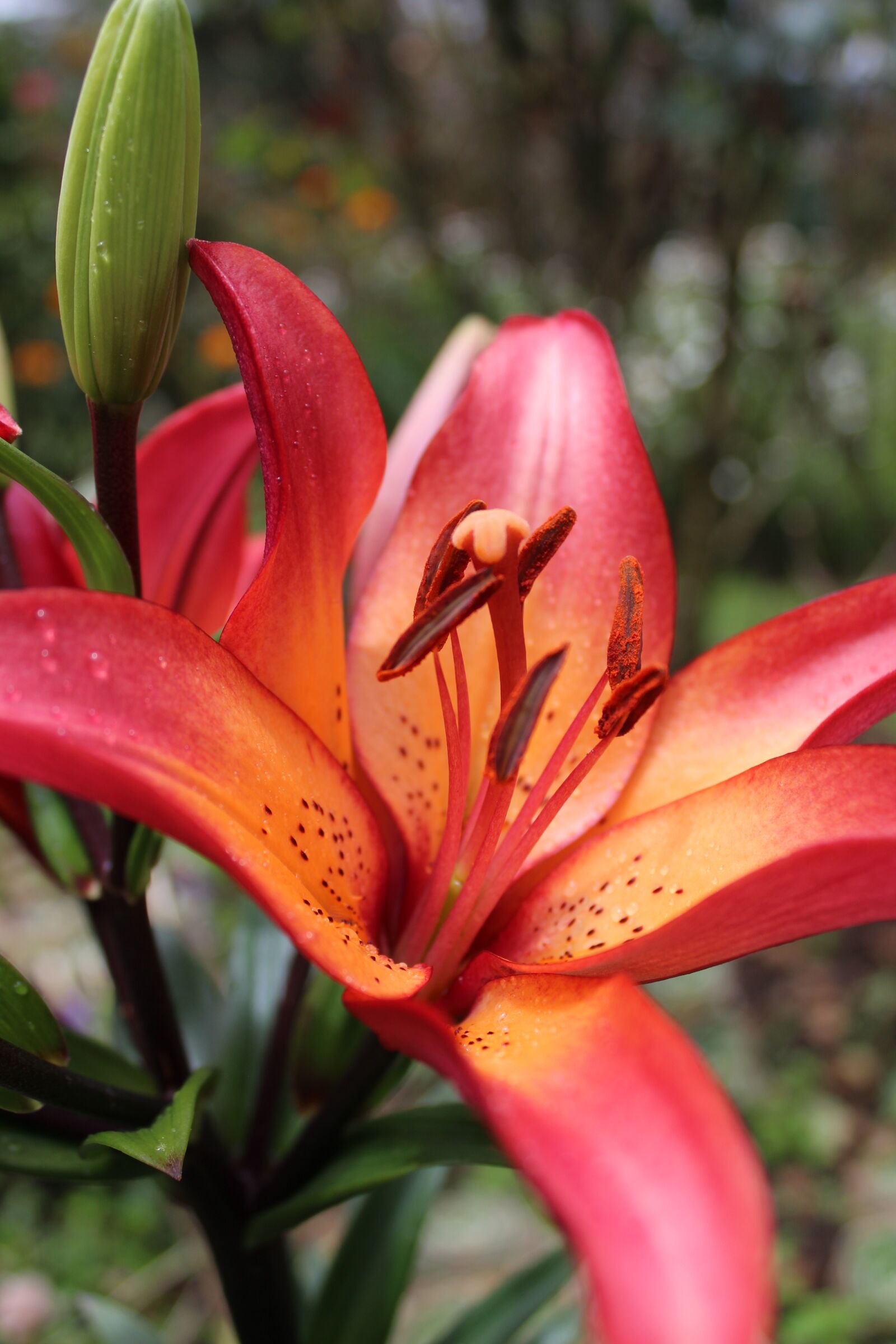 Canon EOS 1300D (EOS Rebel T6 / EOS Kiss X80) sample photo. Lily, lilium, flowers photography