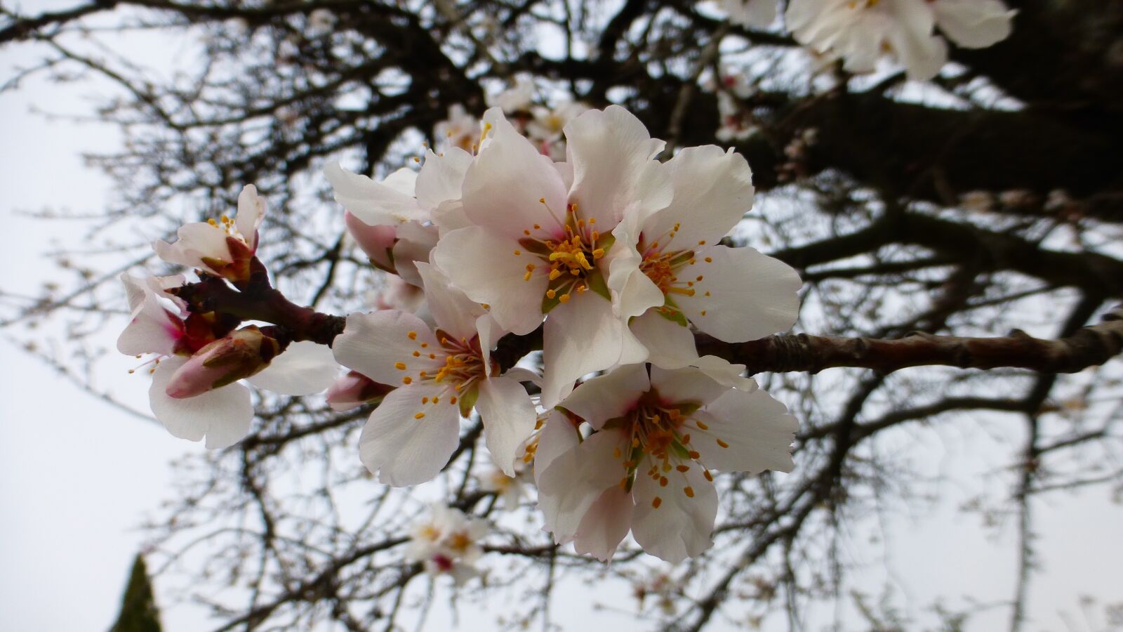Panasonic Lumix DMC-ZS25 (Lumix DMC-TZ35) sample photo. Branch, tree, flower photography